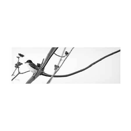 Trademark Fine Art Matthew Platz 'Kingbird' Canvas Art, 8x24 IC02298-C824GG